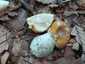 Sárga galóca (Amanita gemmata), Őrség